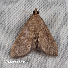 Herpetogramma licarsisalis