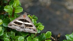 Grammodes geometrica