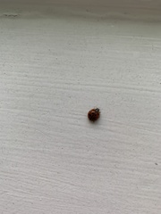 Harmonia axyridis