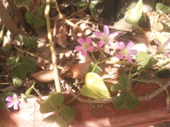 Oxalis articulata