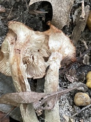 Armillaria ostoyae