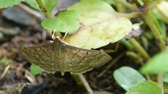 Herpetogramma licarsisalis