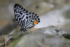 Graphium delessertii