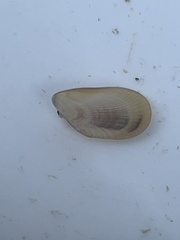 Brachidontes