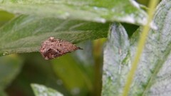 Hypena laceratalis