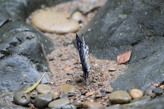 Graphium delessertii