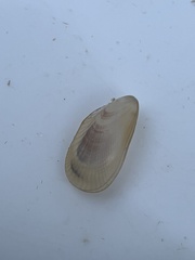 Brachidontes