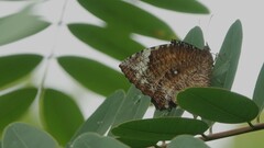 Elymnias hypermnestra