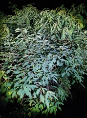 Triadica cochinchinensis