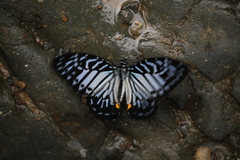 Graphium delessertii