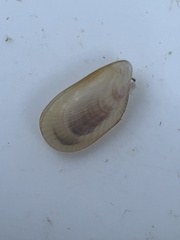 Brachidontes
