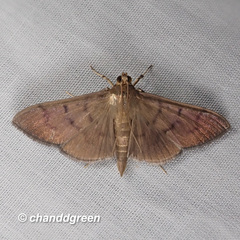 Omiodes pernitescens