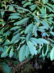 Triadica cochinchinensis