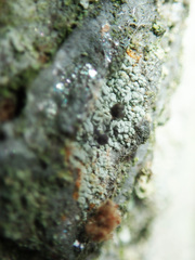 Chaenotheca ferruginea