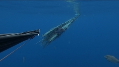 Canthidermis maculata