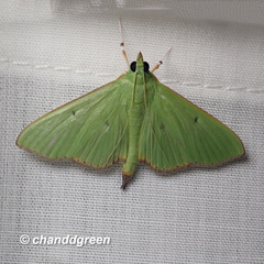 Parotis punctiferalis