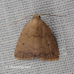 Anachrostis