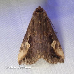 Pseudosphetta fissisigna