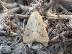 Achyra nudalis