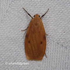 Paralithosia shaowuica