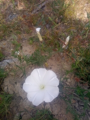Convolvulus capensis