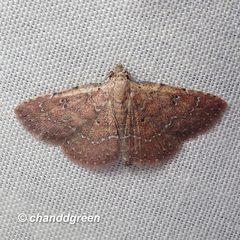 Cerynea punctilinealis