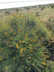 Sidneya tenuifolia
