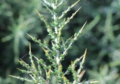 Aspalathus acuminata