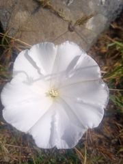 Convolvulus capensis