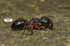 Camponotus compressus