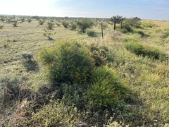 Sidneya tenuifolia