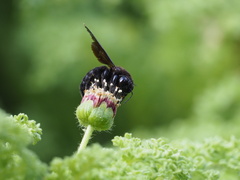 Xylocopa darwini