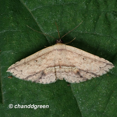 Hyposada ruptifascia