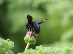Xylocopa darwini