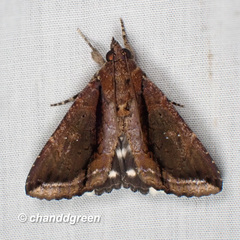 Ercheia cyllaria