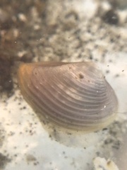 Neilonella sulculata