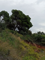 Pinus halepensis