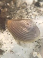 Neilonella sulculata