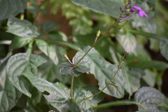 Pseuderanthemum alatum