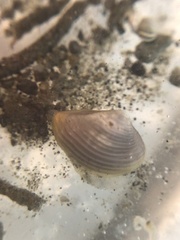 Neilonella sulculata