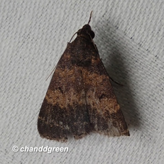 Hydrillodes lentalis