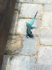 Cnemidophorus arubensis