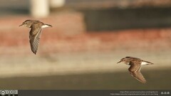 Calidris subminuta