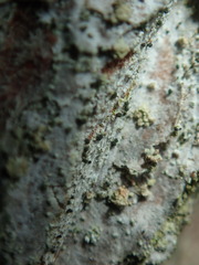 Microcalicium disseminatum