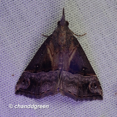 Hypena jocosalis