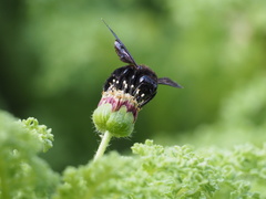 Xylocopa darwini