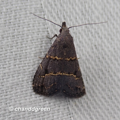 Schrankia bilineata