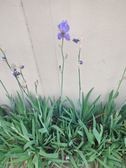 Iris pallida