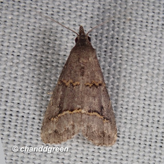 Schrankia bilineata