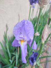 Iris pallida